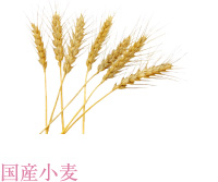 国産小麦