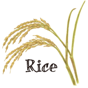 Rice