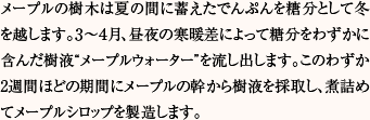 メープルの樹木は夏の間に蓄えたでんぷんを糖分として冬を越します。３～４月、昼夜の寒暖差によって糖分をわずかに含んだ樹液“メープルウォーター”を流し出します。このわずか2週間ほどの期間にメープルの幹から樹液を採取し、煮詰めてメープルシロップを製造します。