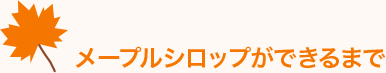 メープルシロップができるまで