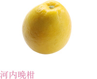 河内晩柑